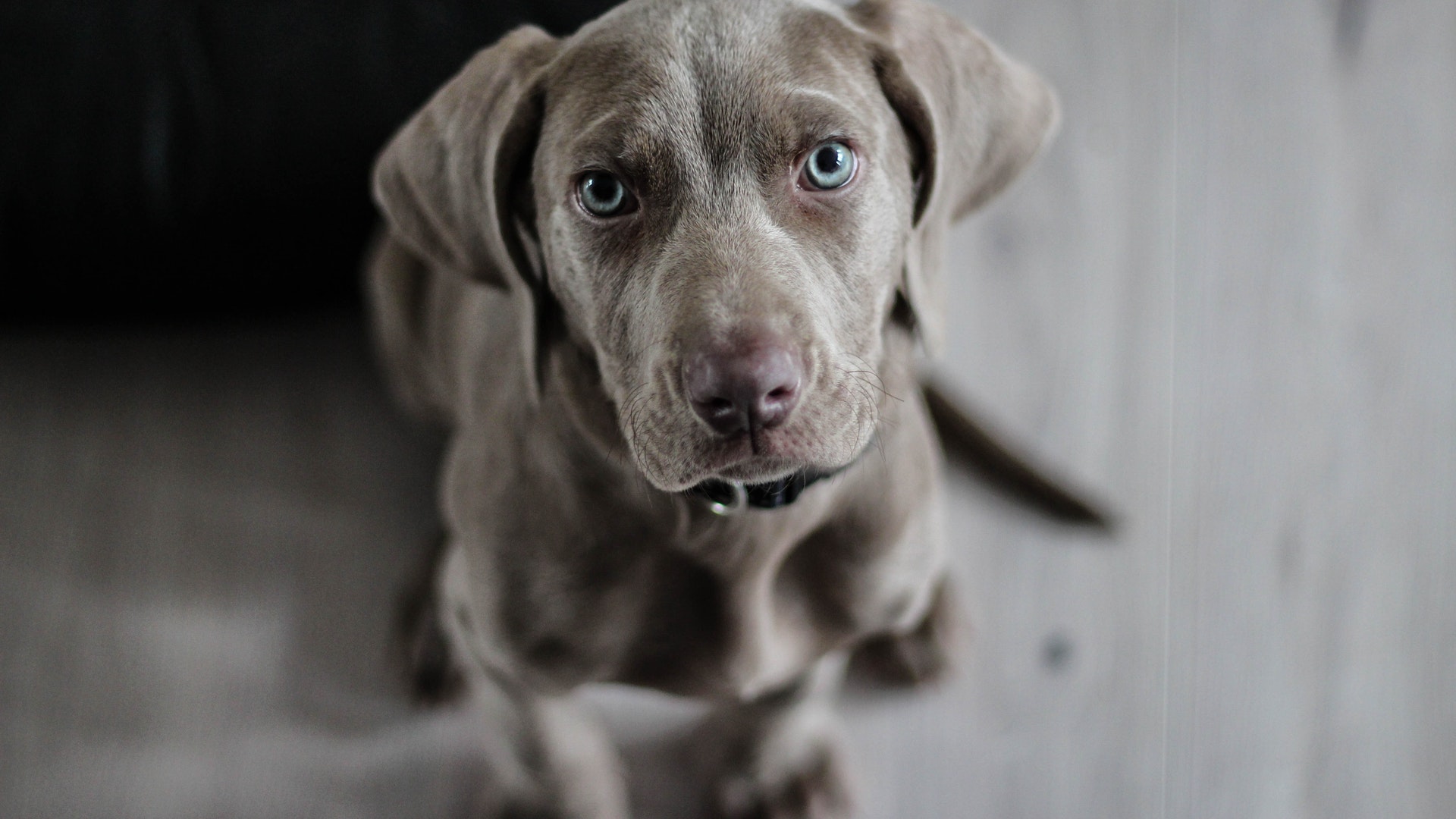 What Are the Uses of Cefpodoxime for Dogs?